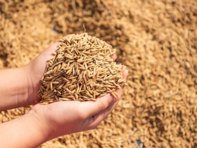 GIÁ LÚA GẠO TĂNG MẠNH Ở KHU VỰC ĐBSCL