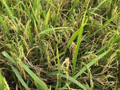 CẢNH BÁO NGUY CƠ BỆNH ĐẠO ÔN LÁ LAN RỘNG