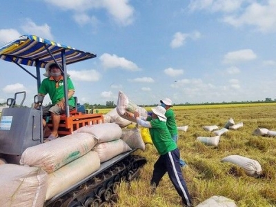 GIÁ LÚA GẠO BIẾN ĐỘNG MẠNH 
