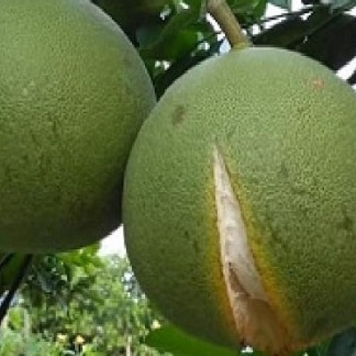 Nứt trái